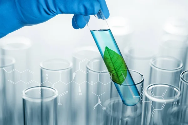 실험실 테스트 튜브에 고립 된 과학자 손에 녹색 잎 — 스톡 사진