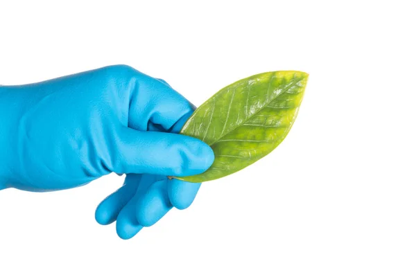 Mano scienziato in guanto blu con foglia verde, biotecnologia — Foto Stock