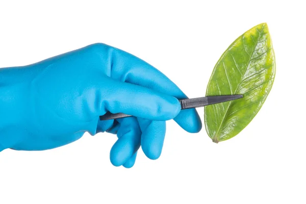 Учёный в синей перчатке держит зелёный лист, биотехнологии — стоковое фото