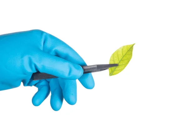 Wetenschapper hand in blauwe handschoen bedrijf groene blad, biotechnologie — Stockfoto