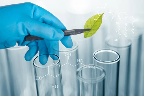 Tudós kéz a kék kesztyű gazdaság zöld levél, biotechnológia — Stock Fotó