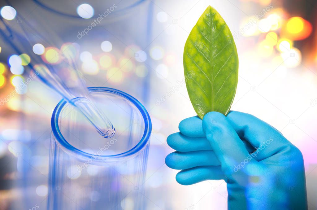scientist hand in blue glove holding green leaf , biotechnology 