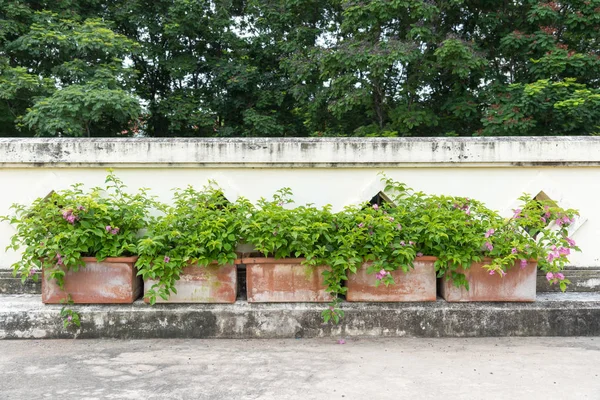 Row of flower pot — Stock Photo, Image