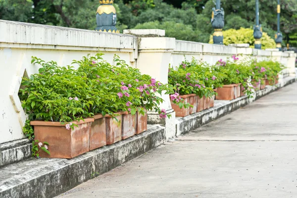 Row of flower pot — Stock Photo, Image
