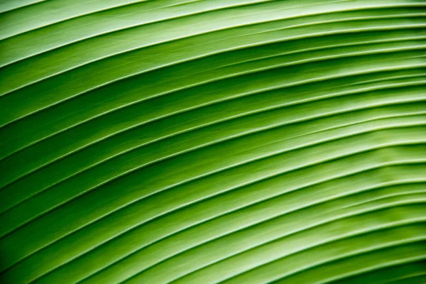 背景の緑のバナナ葉のテクスチャー — ストック写真