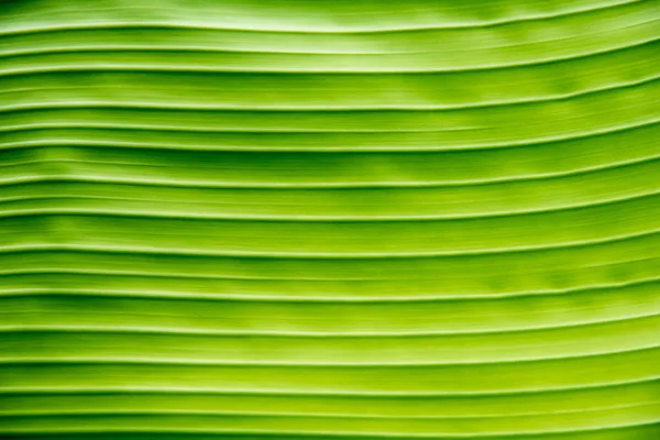 Groene bananen blad textuur voor achtergrond — Stockfoto
