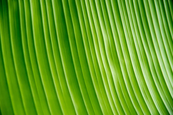 Textura de folha de banana verde para fundo — Fotografia de Stock