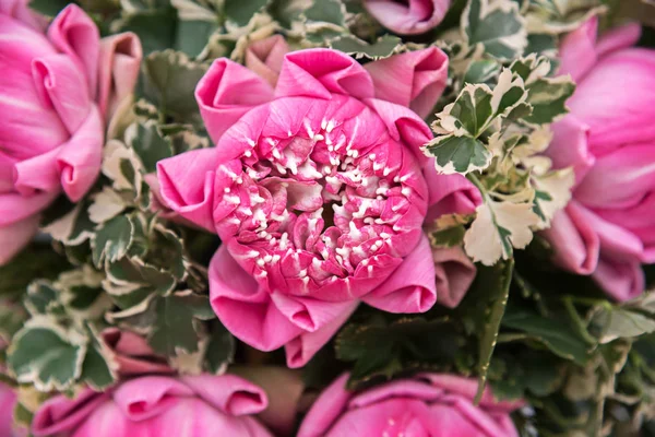 背景にピンクの蓮の花 — ストック写真