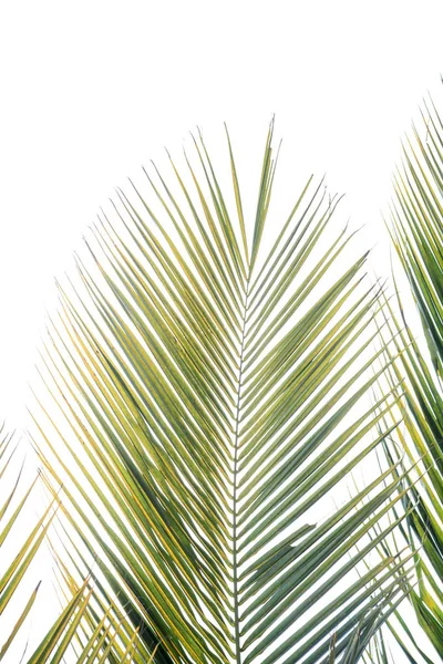 Kokosbladeren geïsoleerd op witte achtergrond — Stockfoto