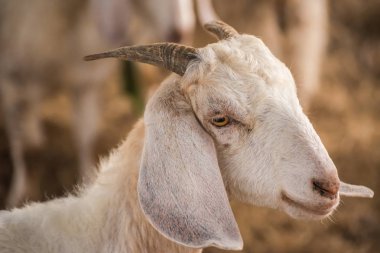 küçük beyaz keçi yakın çekim
