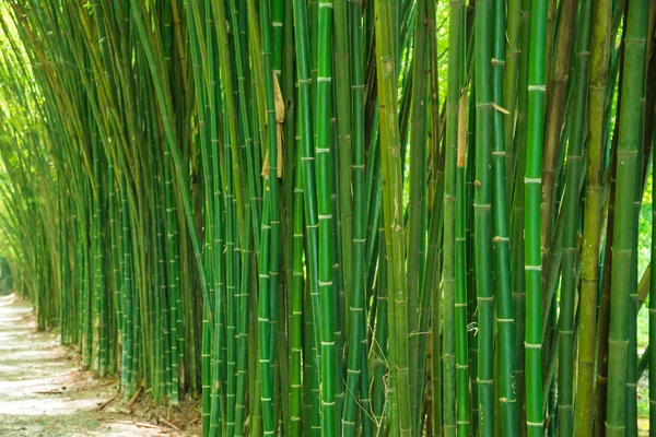 Grön bambu träd bakgrund — Stockfoto
