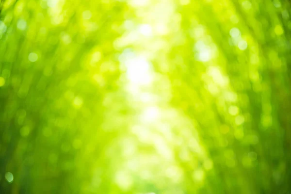 Abstract blur bamboo leaves with boken for background — Stock Photo, Image