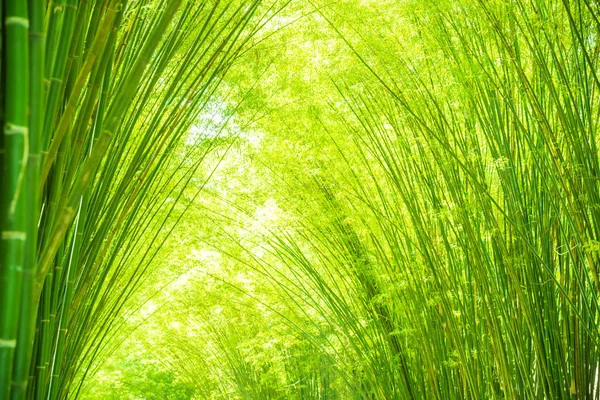 Yeşil bambu yaprakları arka planı için — Stok fotoğraf