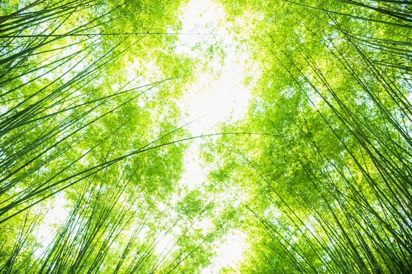 Yeşil bambu yaprakları arka planı için — Stok fotoğraf
