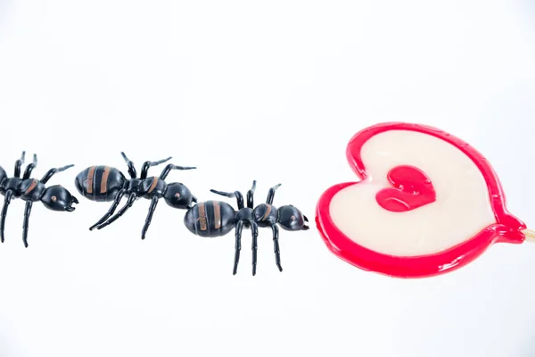 Formigas em pirulito de coração doce — Fotografia de Stock