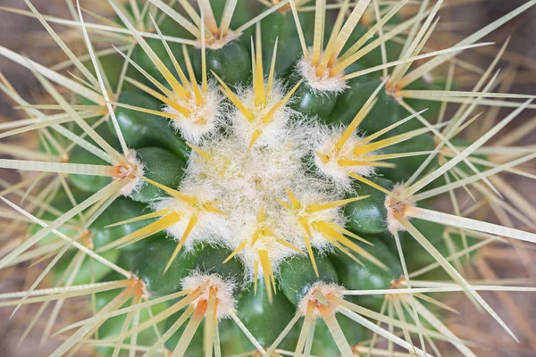 Closeup of cactus — Stock Photo, Image
