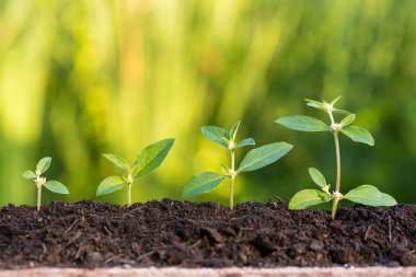 minyatür çiftçi growning Filiz alanındaki dikkat çekmek