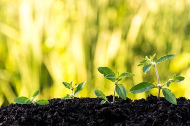 topraktan yeşil doğal arka plan üzerinde büyüyen yeşil Filiz