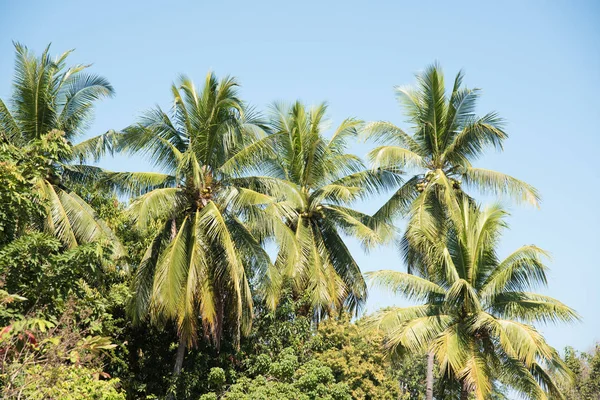 椰子树为背景 — 图库照片