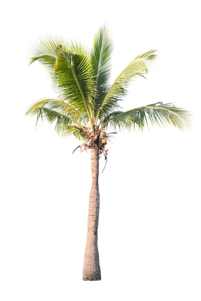 Árbol de coco aislado sobre fondo blanco —  Fotos de Stock