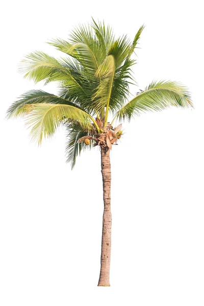 Coconut tree isolated on white background — Stock Photo, Image