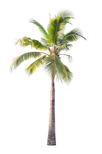 Кокосовое дерево на белом фоне — стоковое фото
