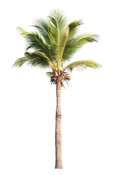 Coconut tree isolated on white background — Stock Photo, Image