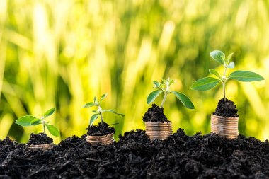 artan dolar para sikke ile Filiz gree ile üst yığını