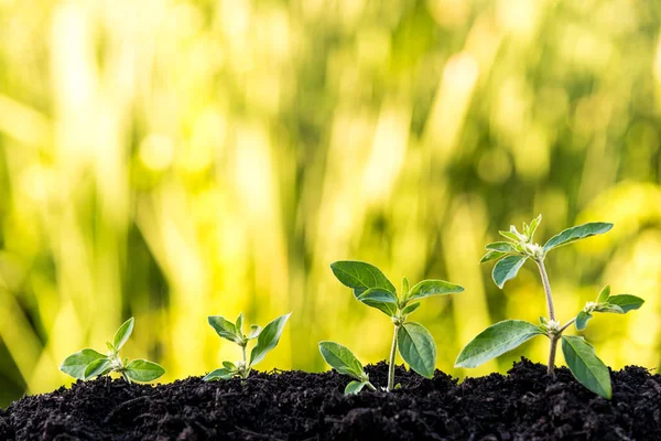 Brote verde que crece del suelo sobre fondo natural verde —  Fotos de Stock