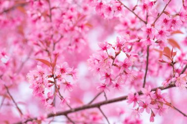 güzel pembe çiçek vahşi Himalaya kiraz çiçek (Prunus ceras