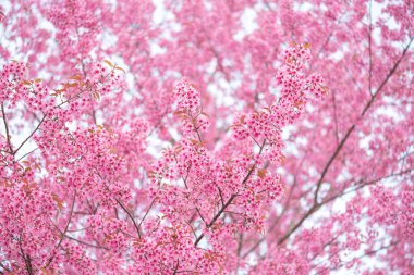 güzel pembe çiçek vahşi Himalaya kiraz çiçek (Prunus ceras