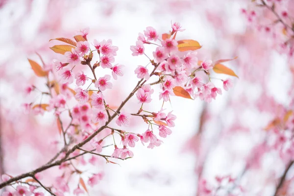 Vackra gren av rosa blomma vilda himalayan körsbär blomma (Pr — Stockfoto