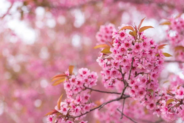 Hermosa flor rosa flor del cerezo del himalaya salvaje (Prunus ceras — Foto de Stock