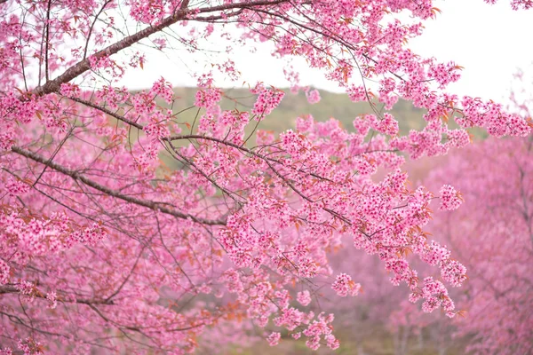 Красивая ветвь розового цветка дикая гималайская вишня цветок (Pr — стоковое фото