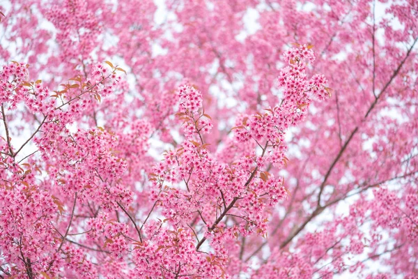 Gyönyörű rózsaszín virág vadon élő himalájai cseresznye virág (Prunus ceras — Stock Fotó