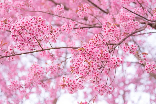 Krásný růžový květ divoký himálajský třešňový květ (Prunus ceras — Stock fotografie