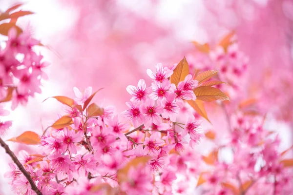 Hermosa flor rosa flor del cerezo del himalaya salvaje (Prunus ceras — Foto de Stock