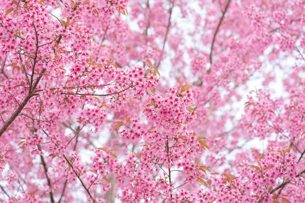 Bela flor rosa flor de cereja himalaia selvagem (Prunus cerasoides), flor de cereja tailandesa — Fotografia de Stock