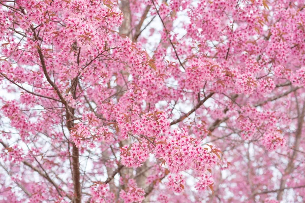 Mooie roze bloem wilde Himalaya cherry bloem — Stockfoto