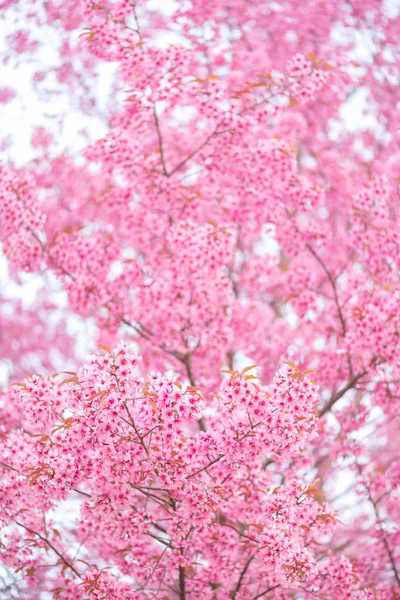 Vacker rosa blomma vilda himalayan körsbär blomma — Stockfoto