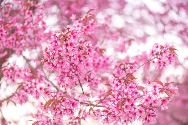 Krásný růžový květ divoký himálajský třešňový květ — Stock fotografie