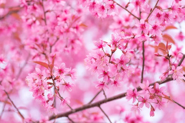 Vacker rosa blomma vilda himalayan körsbär blomma — Stockfoto