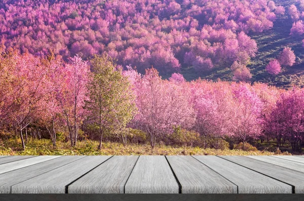 美しいピンク花野生ヒマラヤ桜の木製棚 — ストック写真