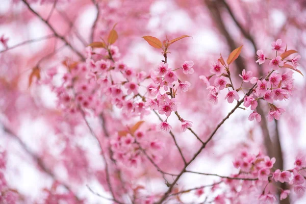 Vacker rosa blomma vilda himalayan körsbär blomma — Stockfoto