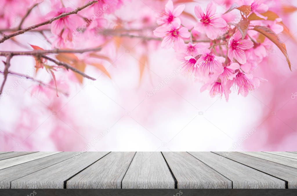 wood shelf on beautiful pink flower wild himalayan cherry flower