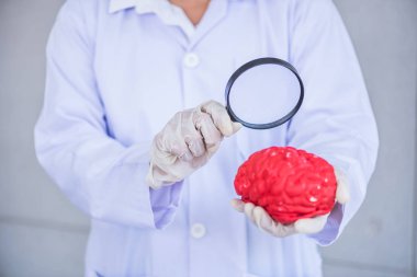 Doktor beyin modeli göz büyüteç kullanarak