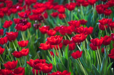 güzel kırmızı lale çiçek