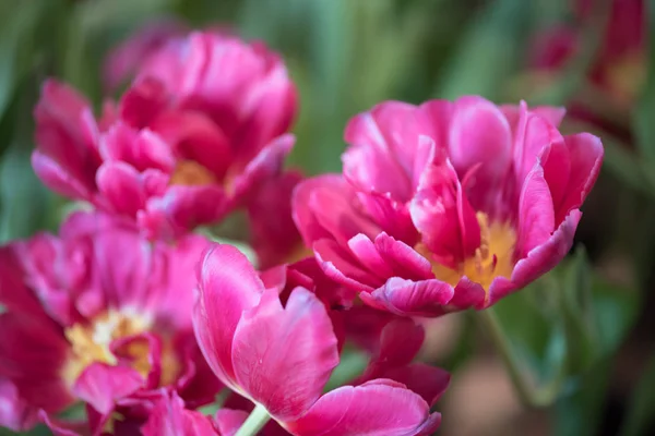 Hermosa flor de tulipán violeta — Foto de Stock