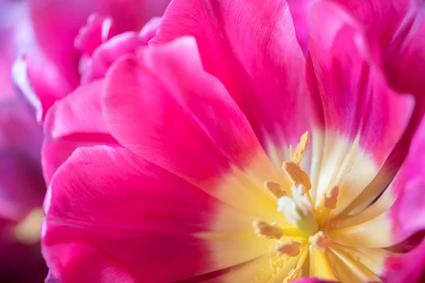 Hermosa flor de tulipán rosa — Foto de Stock