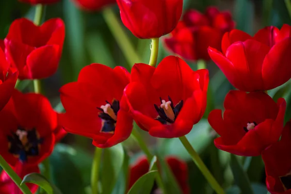 Hermosa flor de tulipán rojo — Foto de Stock